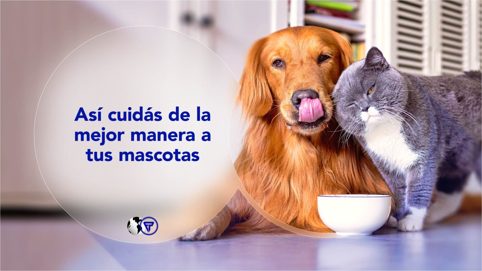 Recomendaciones para el cuidado integral de tus mascotas